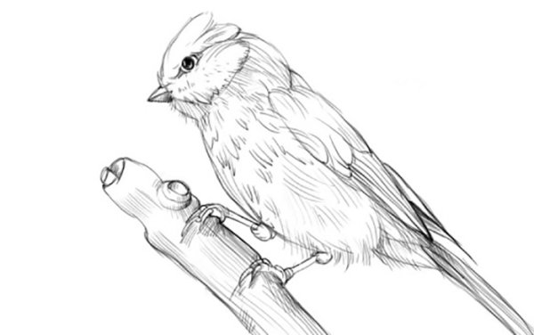 Птица карандашом