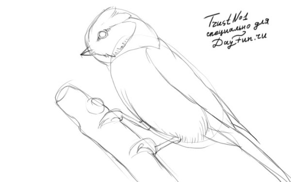 Синица рисунок карандашом поэтапно