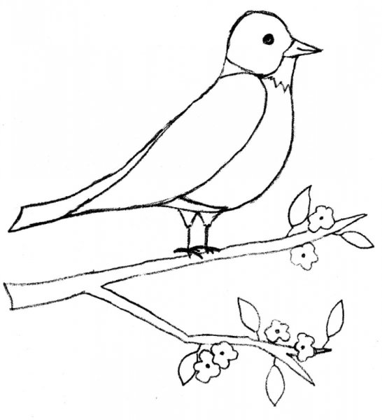 Птица на ветке рисунок карандашом легкий