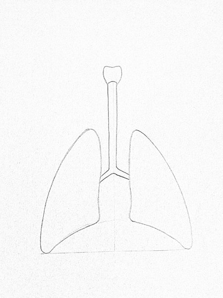 Нарисовать легкие