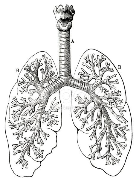Легкие человека черно белые