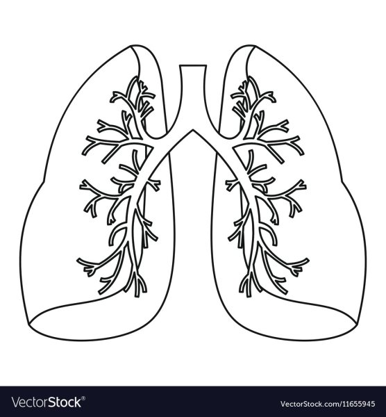 Раскраска легкие человека