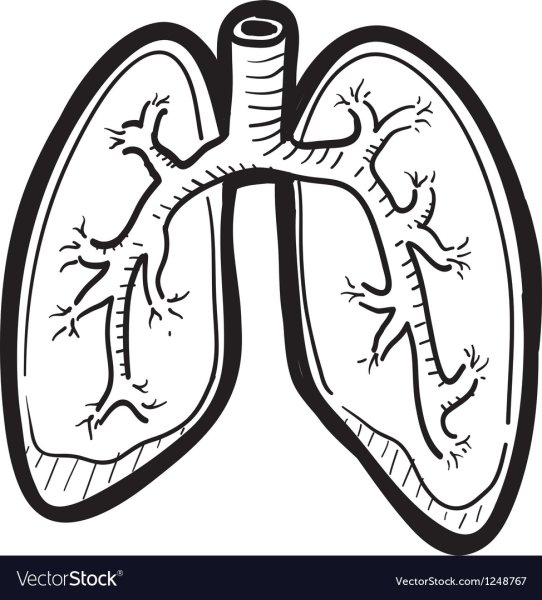 Раскраска лёгкие человека