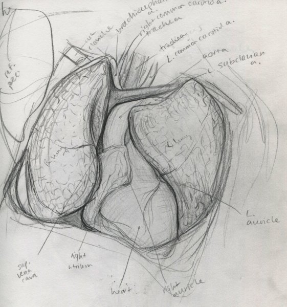 Анатомические рисунки карандашом
