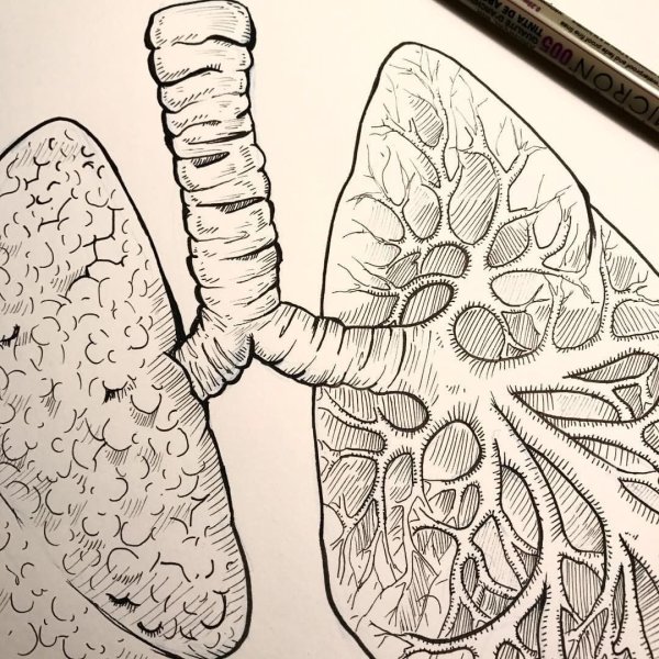 Легкое рисунок анатомия