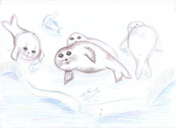 Рисование в старшей группе Байкальская Нерпа