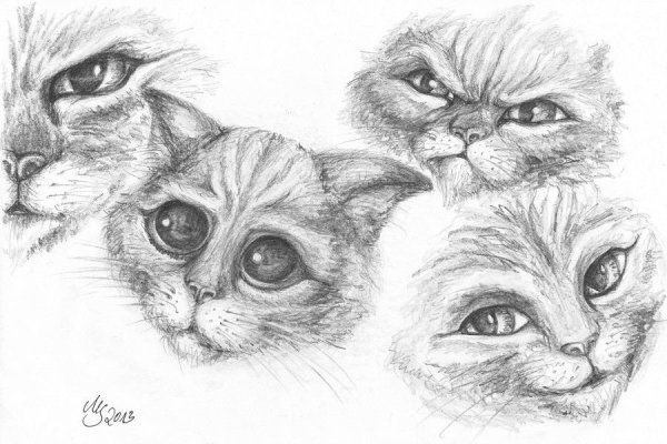 Кот из Шрека карандашом