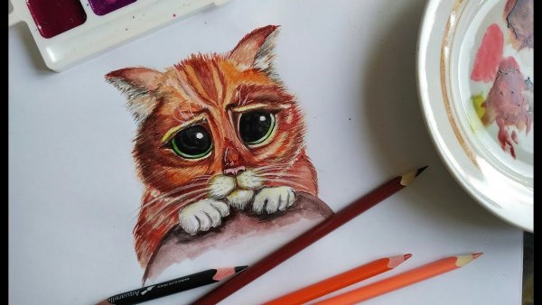 Кот из Шрека цветными карандашами