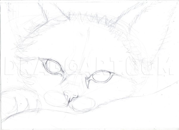 Котёнок рисунок карандашом легкий