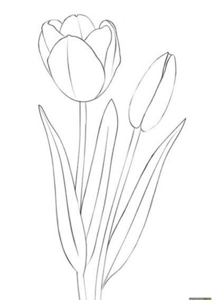 Цветы карандашом для срисовки тюльпаны