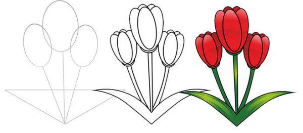 Этапы рисования тюльпана