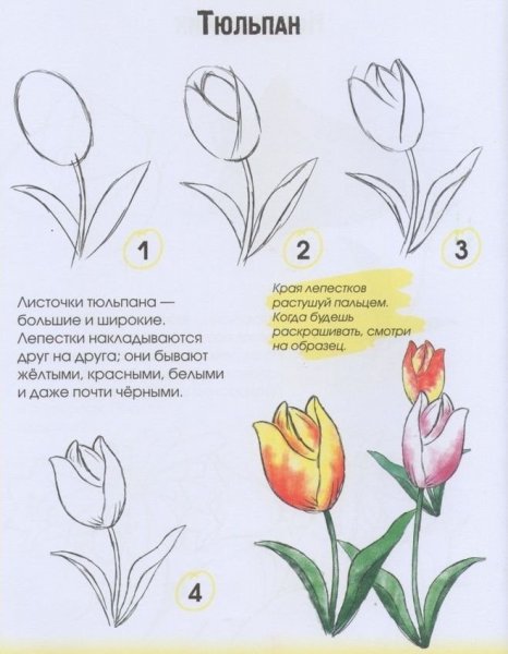 Поэтапное рисование тюльпанов для детей