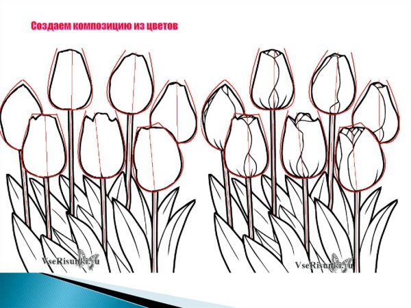 Пошаговое рисование тюльпанов
