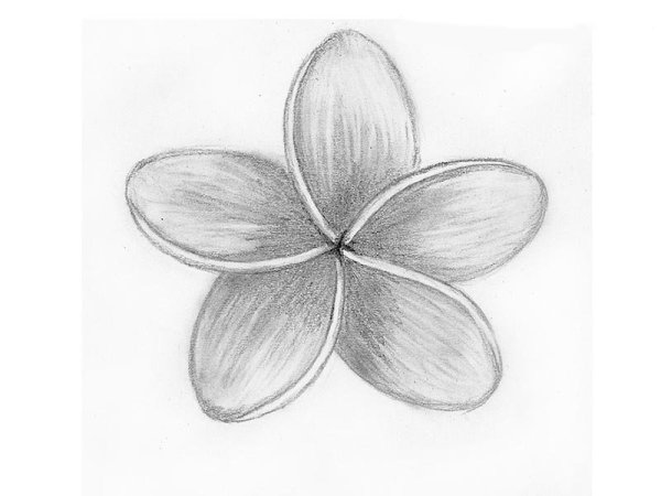 Красивые цветы карандашом для срисовки