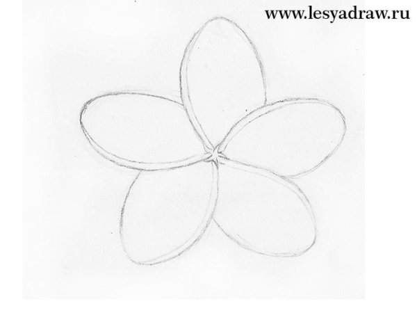 Цветы простым карандашом для начинающих лёгкие