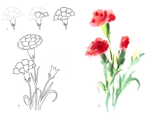 Гвоздика рисунок карандашом
