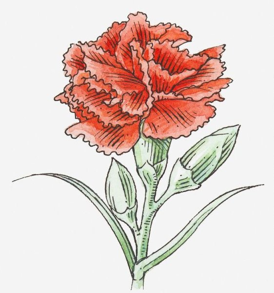 Гвоздики рисунок легкий