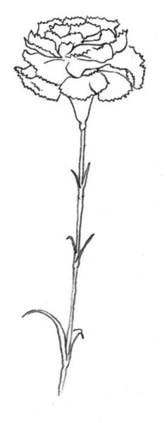 Гвоздики цветные для распечатывания