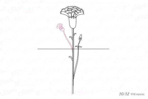 Гвоздики контур