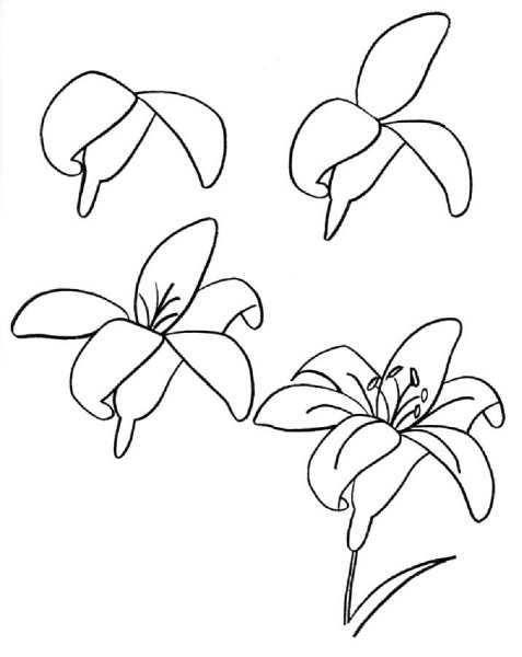 Цветочек карандашом лёгкий