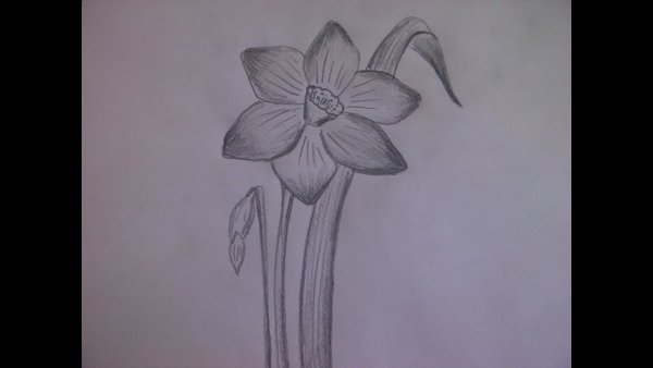 Цветы простым карандашом