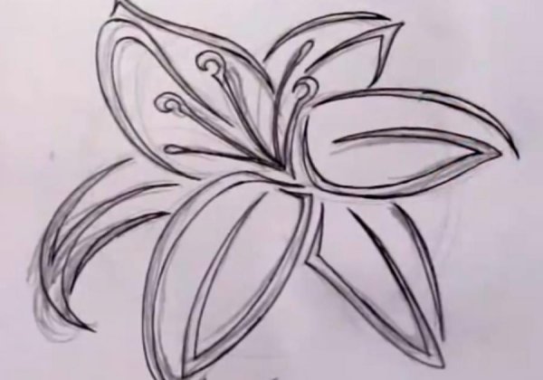 Набросок розы легкий