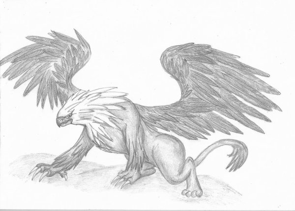 Грифон раскраска