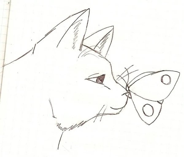 Рисунки котов для срисовки