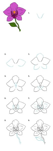 Нарисовать орхидею