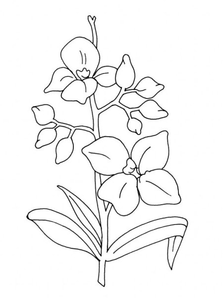 Раскраска цветы орхидеи