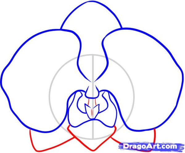 Орхидея рисунок карандашом поэтапно