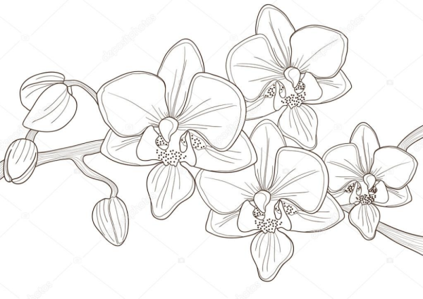 Цветы карандашом для срисовки Орхидея