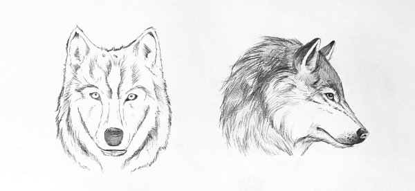 Рисунки на альбомном листе карандашом