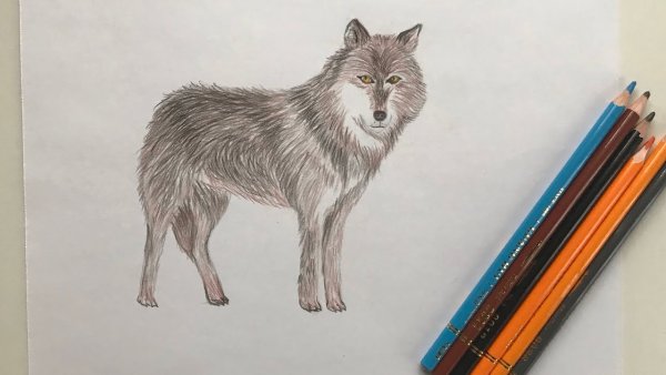 Волк карандашом
