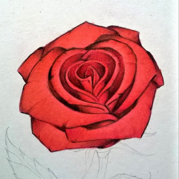 Роза цветными карандашами
