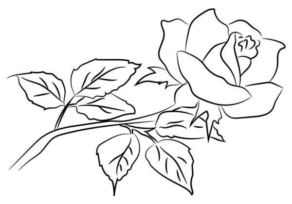 Цветы простым карандашом