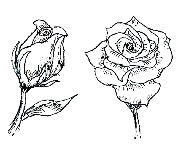 Роза эскиз легкий