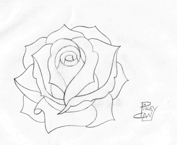 Роза для срисовки