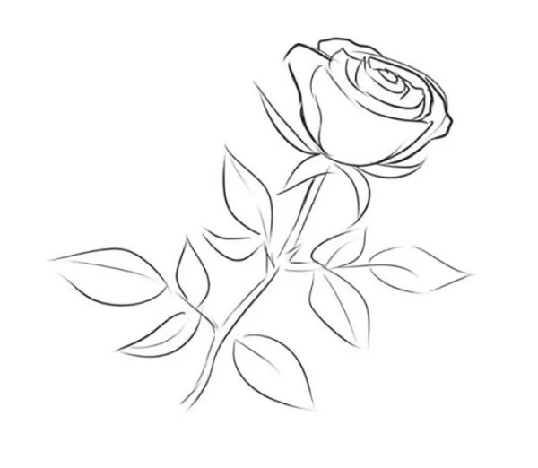 Розы рисунок карандашом рисунок