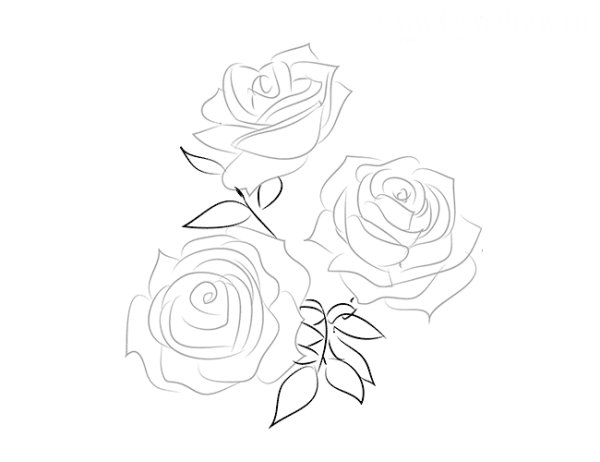 Рисунок розы карандашом для срисовки