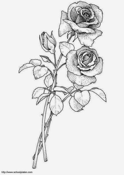 Роза рисунок карандашом для срисовки для начинающих
