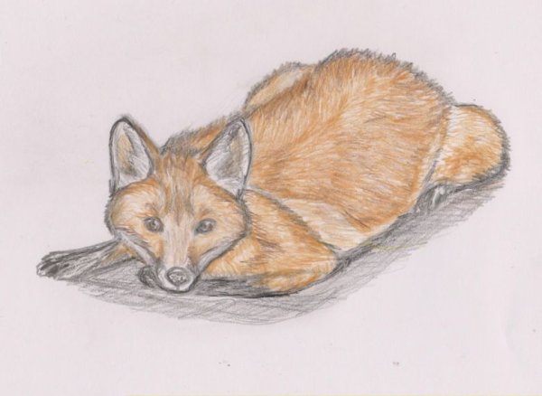 Лисица рисунок карандашом