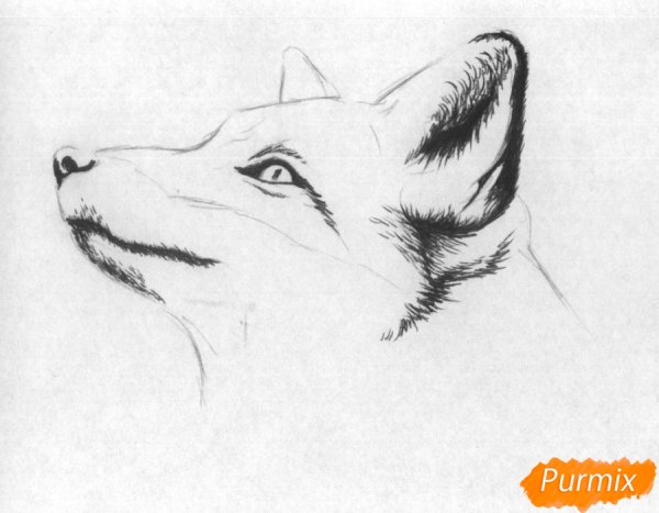 Лиса простым карандашом