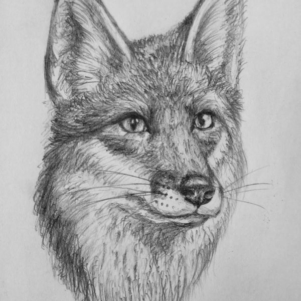 Портрет лисы рисунок карандашом