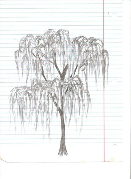 Поэтапное рисование ивы карандашом