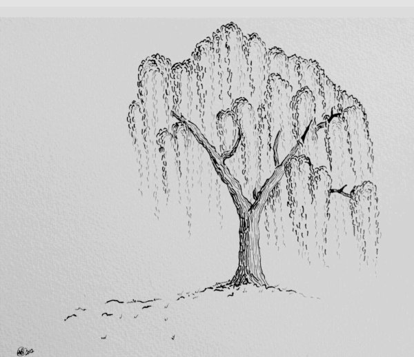 Плакучая Ива набросок