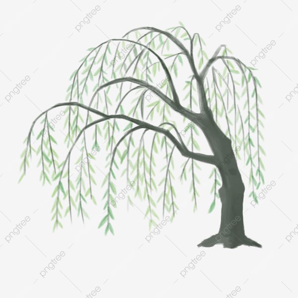 Верба рисунок карандашом