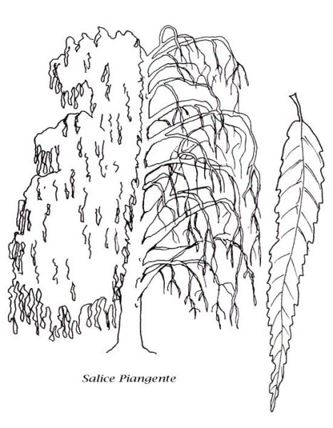 Ива дерево трафарет