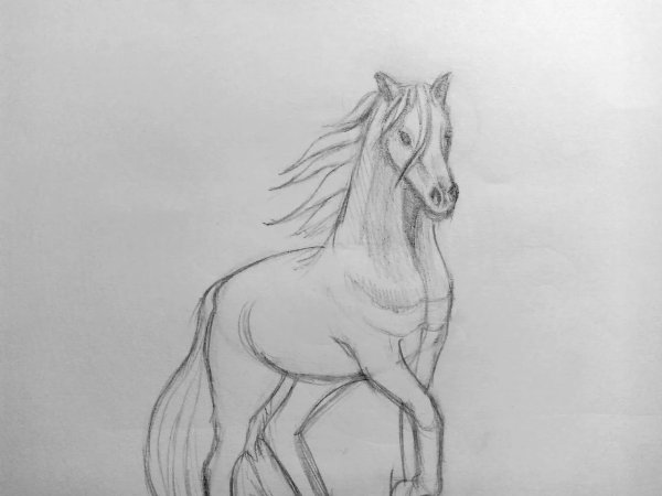 Лошадь рисунок карандашом