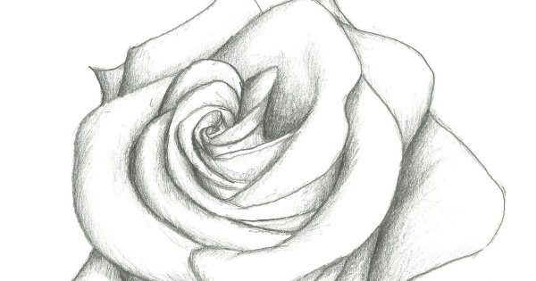 Раскраски для девочек розы